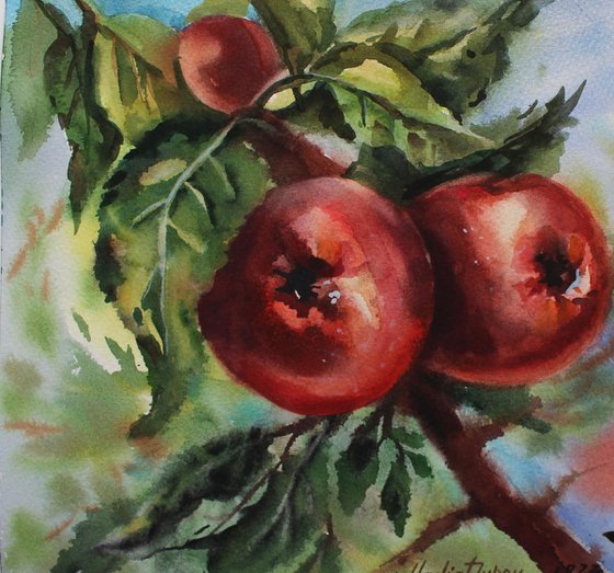 Apples. Original artwork .