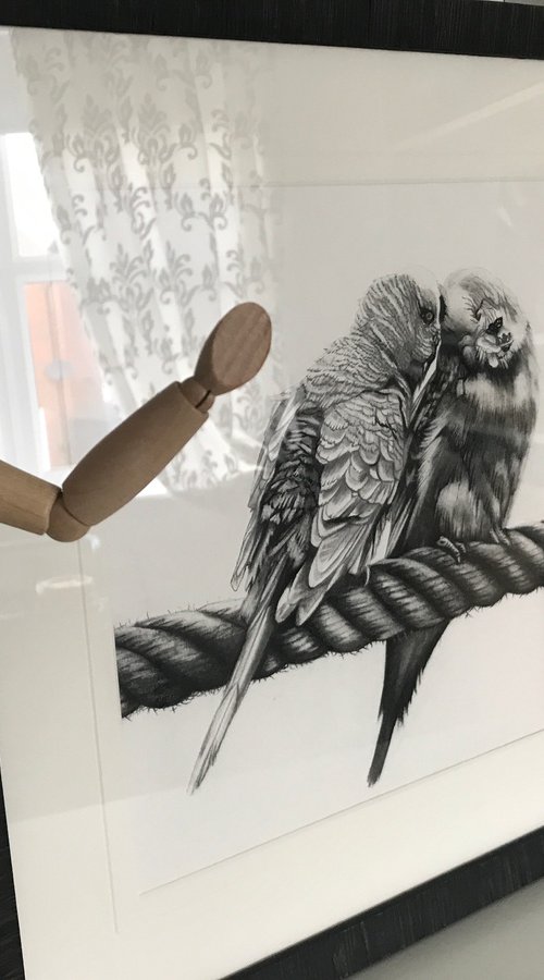 Kiss Me Budgie Charcoal Drawing by Irsa Ervin