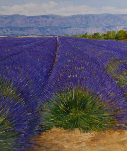 Lavander fields in Provence by Claudio Ciardi