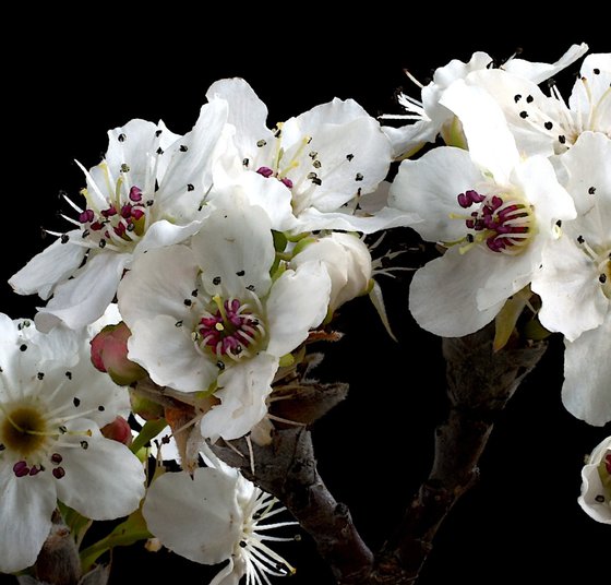 Nashi Pear Blossoms