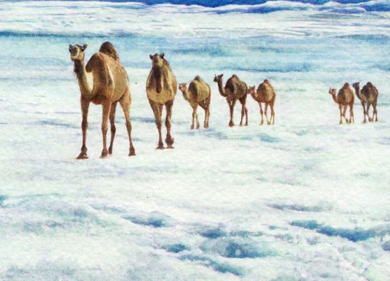 Camels in the Desert Sahara