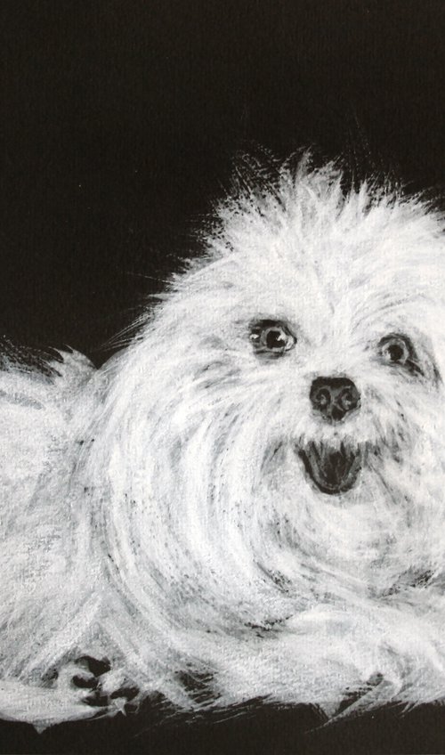 Bolognese... Portrait of a small cute dog /  ORIGINAL PAINTING by Salana Art