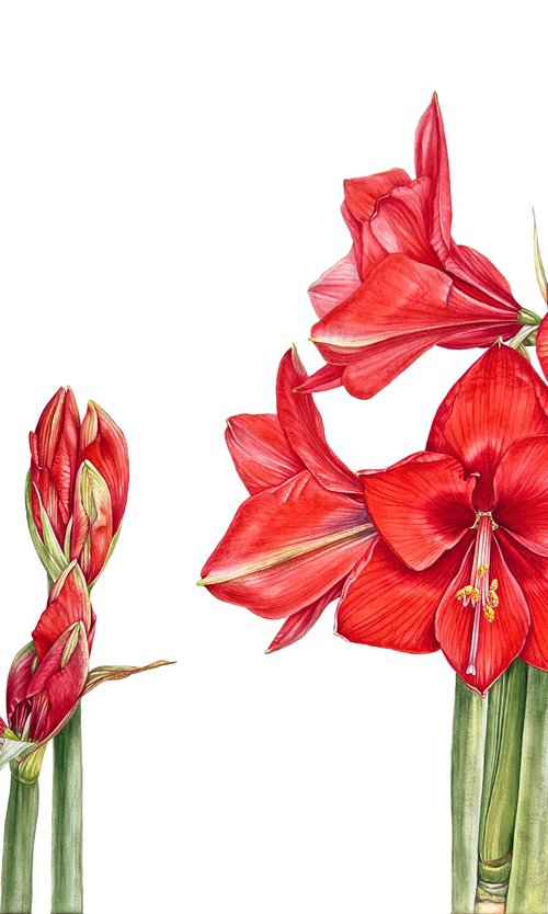 Algorithms of flowering. by Nataliia Kupchyk