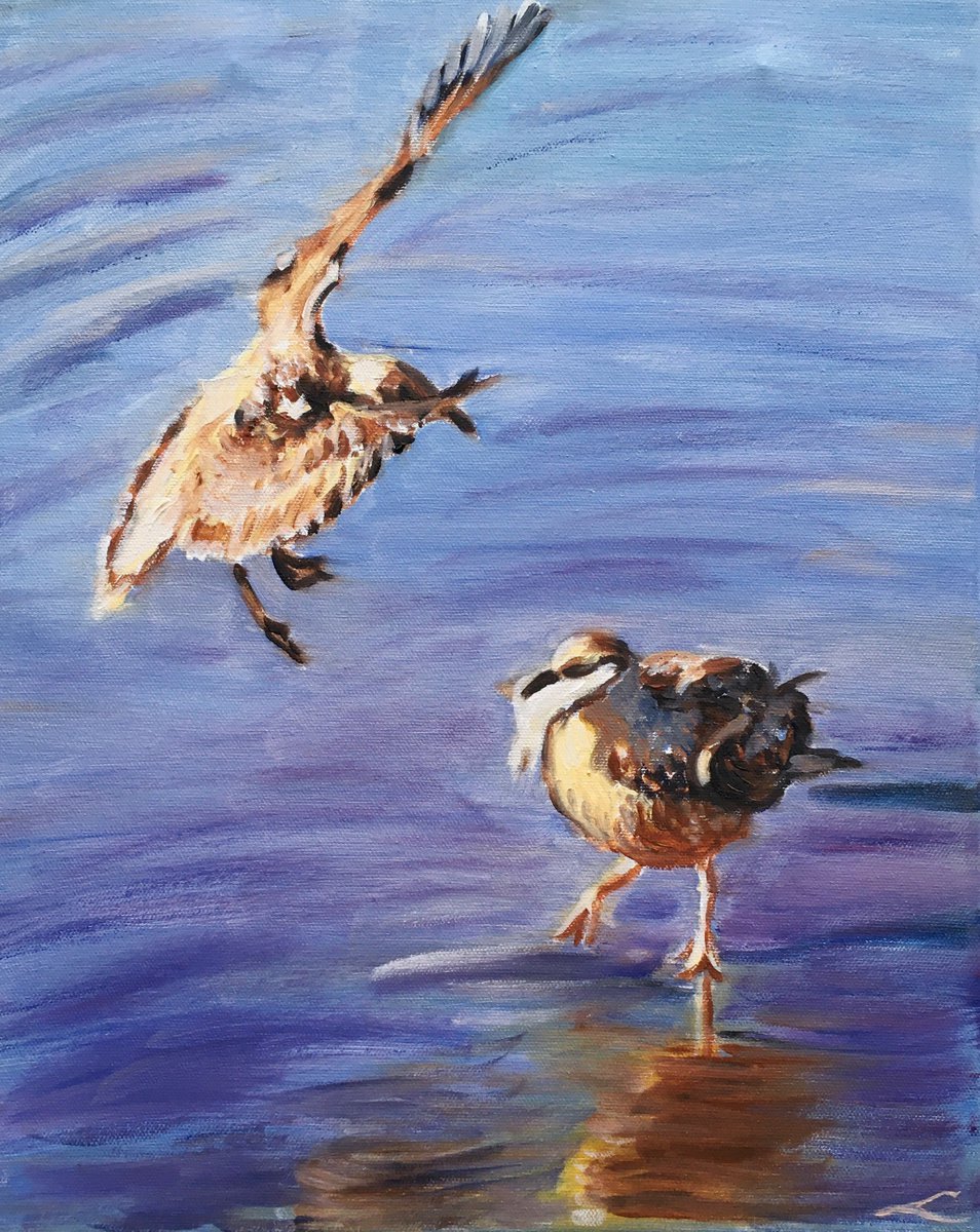 Impressionistic Animal Oil Painting By Elena Sokolova, 13 X 16, Seagulls 7, Original Artwork