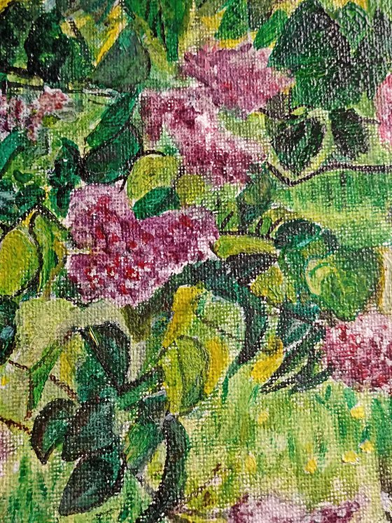 Lilac garden