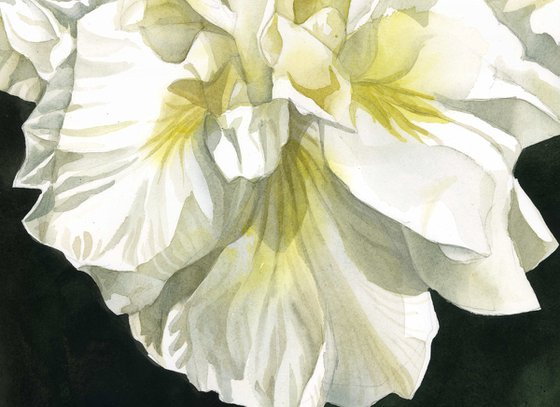 white Japanese iris watercolor