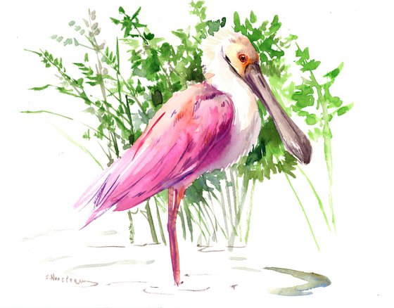 roseate spoonbill