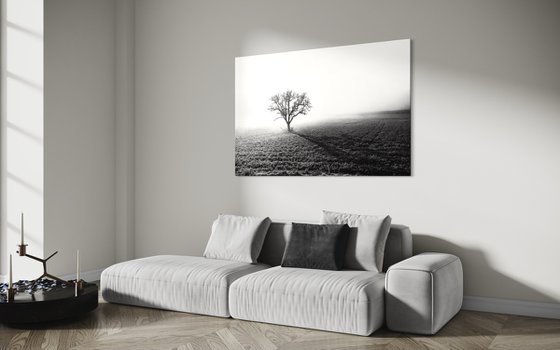 THE LONELY TREE
