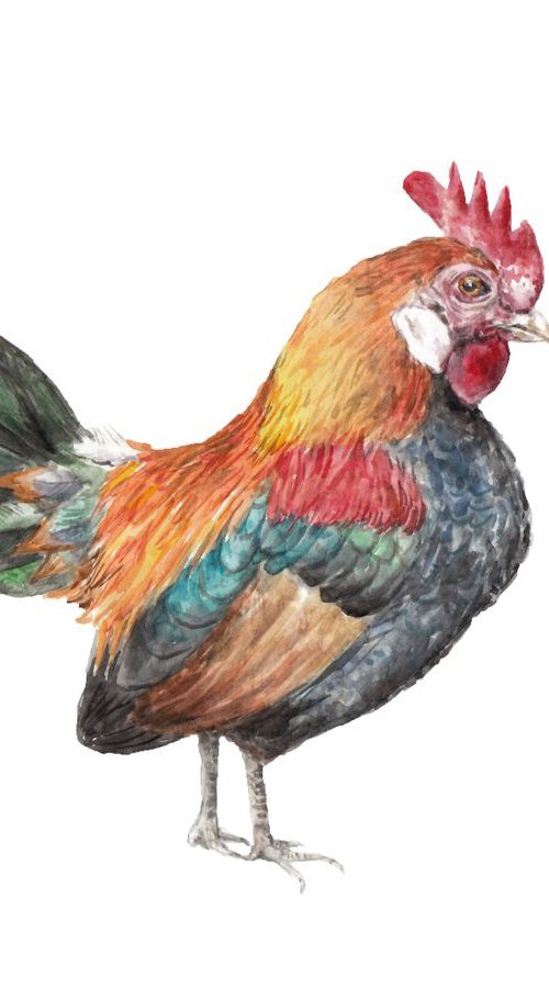 Rooster Original Watercolor Bird by Lauren Rogoff