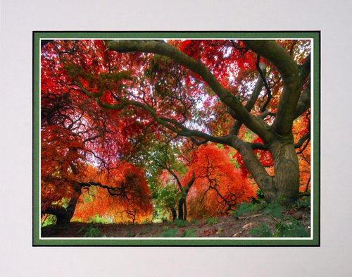 Autumn colour by Robin Clarke