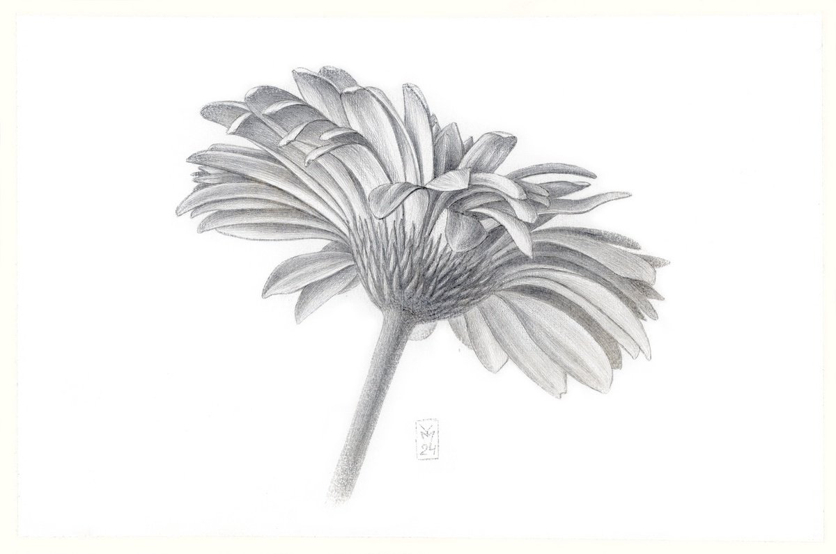 Graphic Botanical Drawing By Yuliia Moiseieva, 11 X 7", Flower, Original Artwork