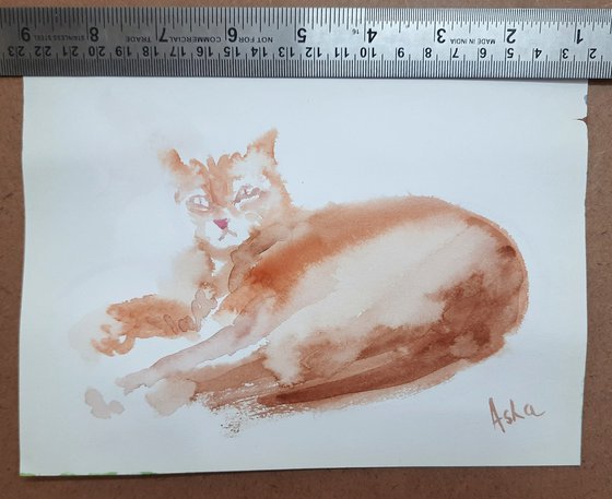 The Orange cat