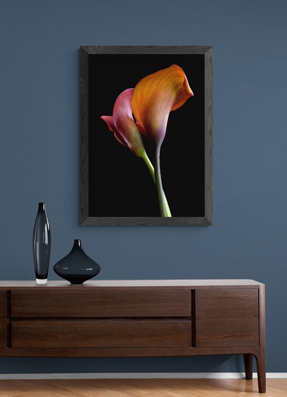 Orange Pride Calla Lilies