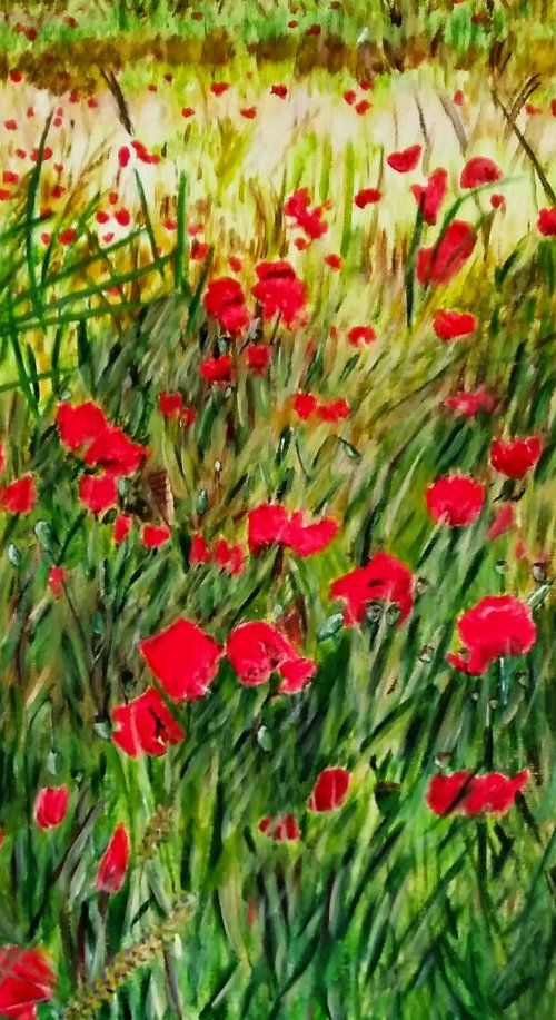 Flowers poppies - plant by Isabelle Lucas