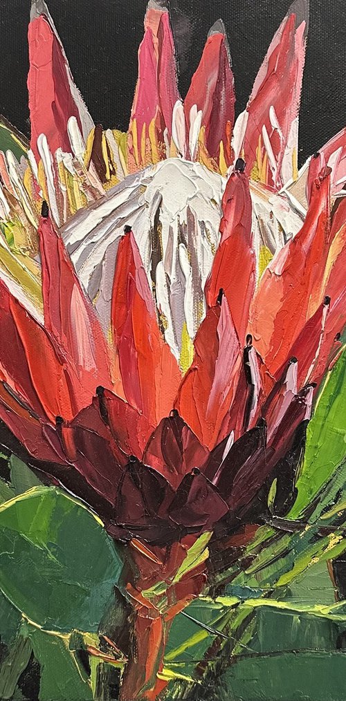 Red Protea by Claire McCall