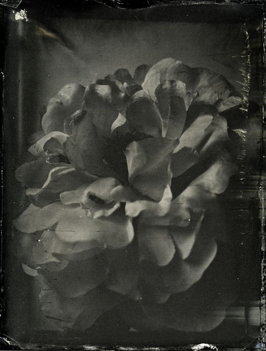 Photorealistic Botanical Photograph By Nicolas Laborie, 16 X 12", Peonies Study Iv, Original Artwork