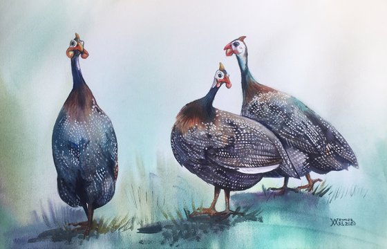 Guinea fowl