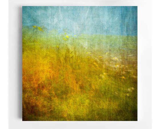 Wildflowers at Stenness