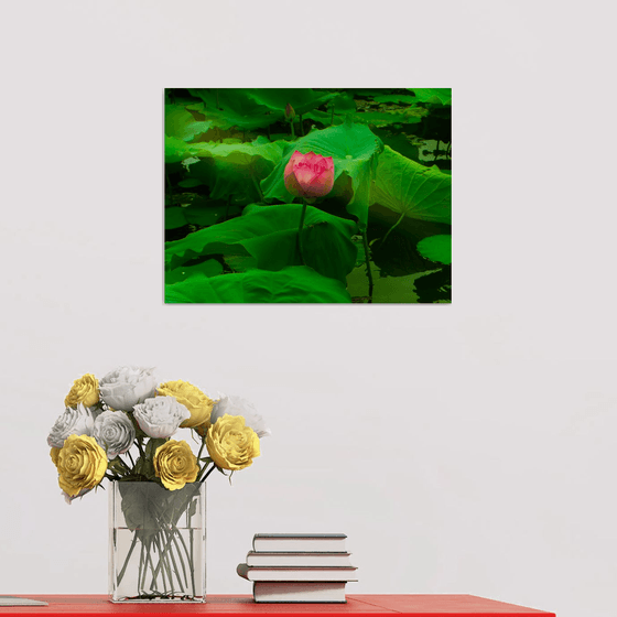 The Lotus Flower (Framed)
