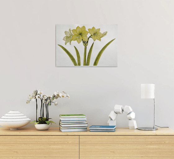 Yellow Amaryllis