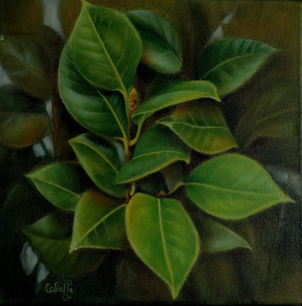 Photorealistic Botanical Oil Painting By Laura Cabral, 12 X 12", Isolated Camellia, Original Artwork