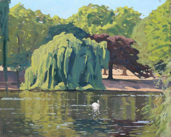 Swan in St James's Park