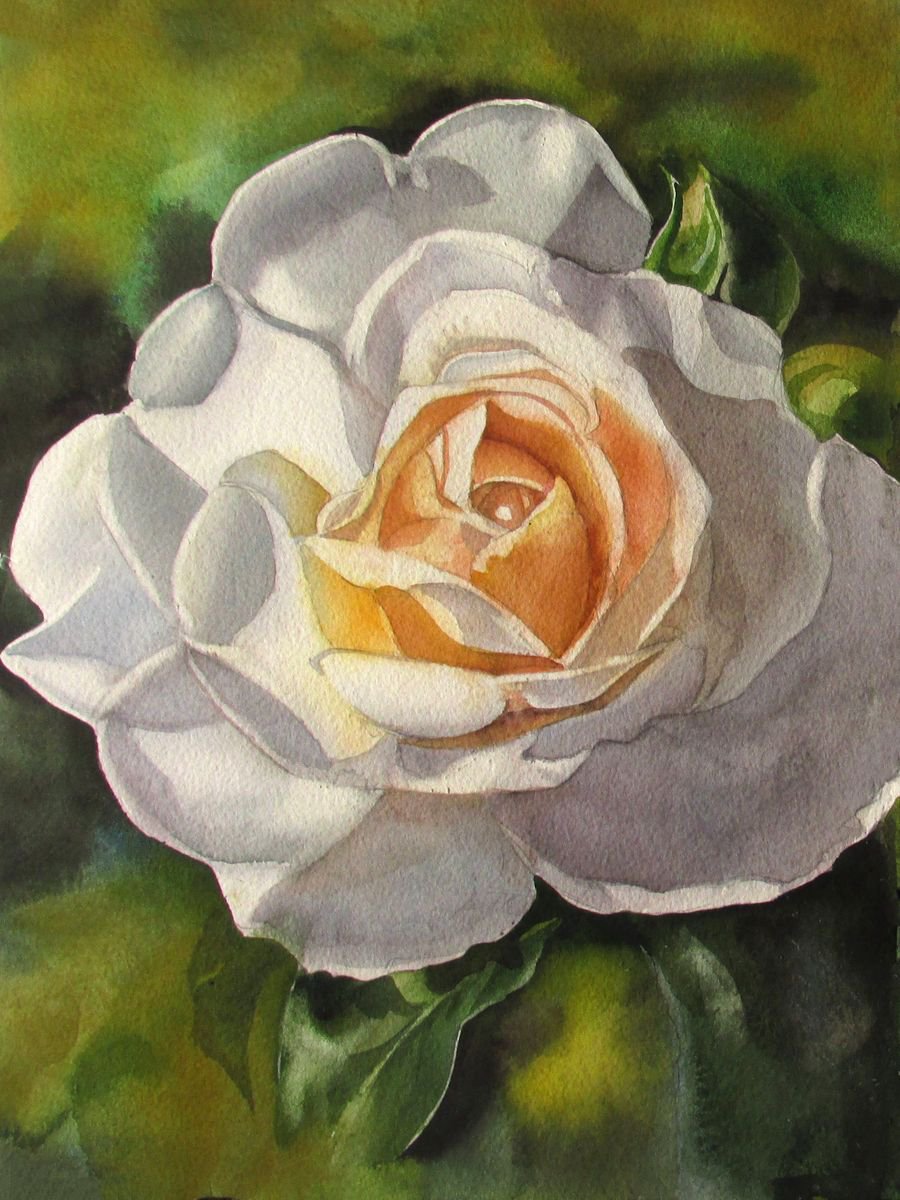 scent of the summer rose by Alfred  Ng