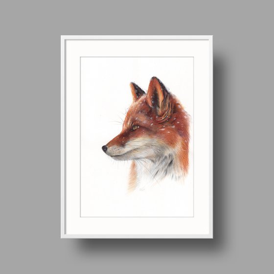 Red Fox