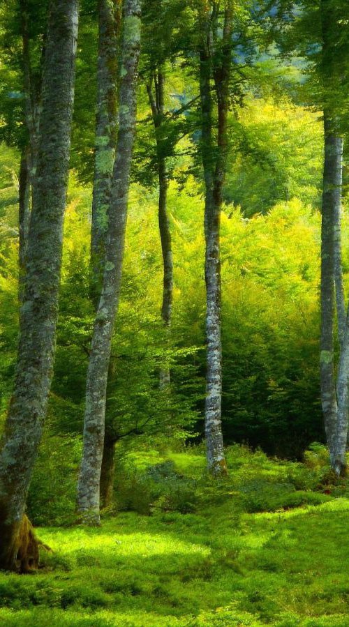 GREEN...................... by Philippe berthier