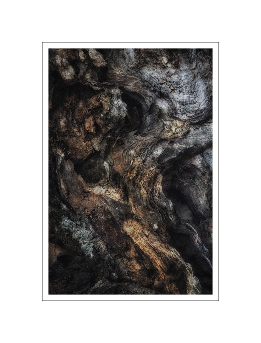 Bark Study 25 by Alan Ranger