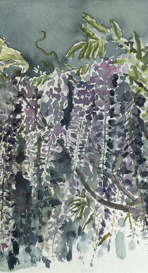 Wisteria by Morag Paul