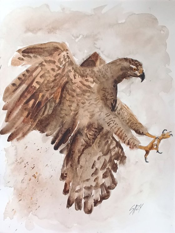 Hawk