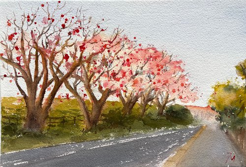 Coral trees (Erythrina) by Shelly Du
