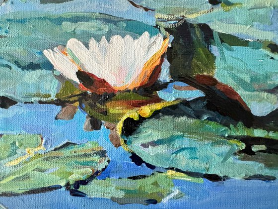 Waterlilies