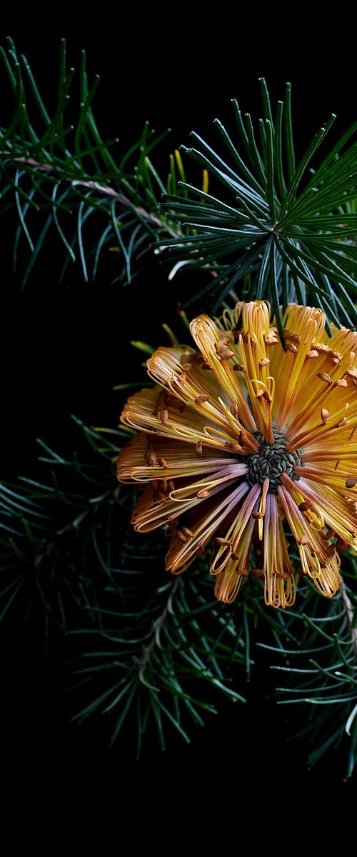 Banksia Spinulosa by Nadia Culph