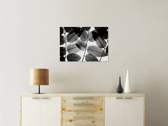 Experiments with Leaves II | Limited Edition Fine Art Print 1 of 10 | 60 x 40 cm