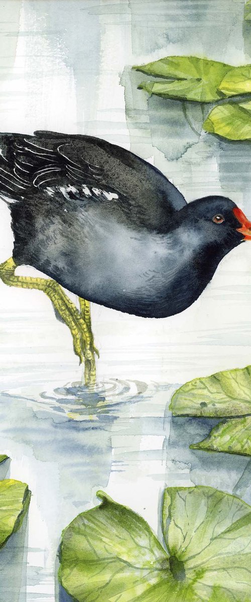 Common moorhen by Karolina Kijak