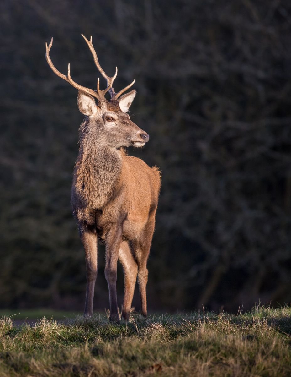 Windsor Stag II by Kevin Standage