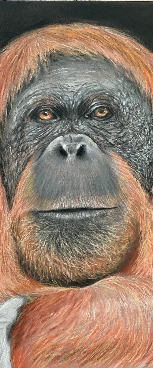 Orangutan by Maxine Taylor