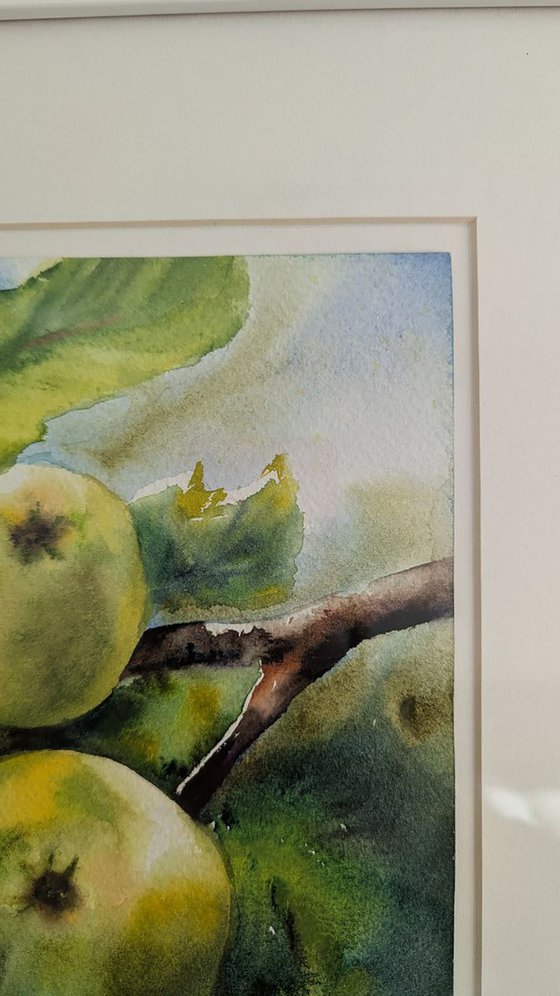 Green apples on the branch