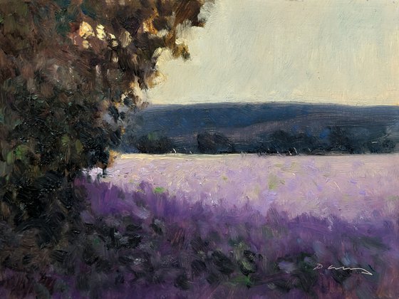 Lavender Evening Light