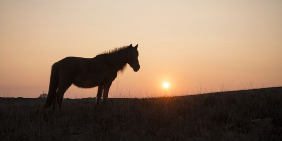 SUNSET HORSE