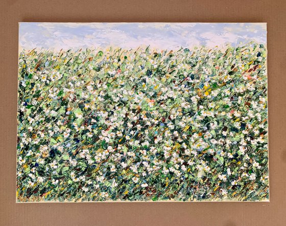 White daisies in the field