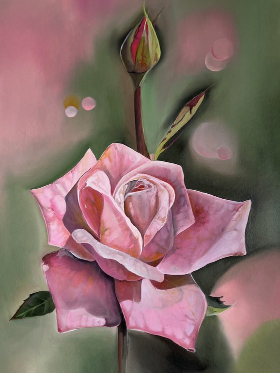 Pink rose oil on paper