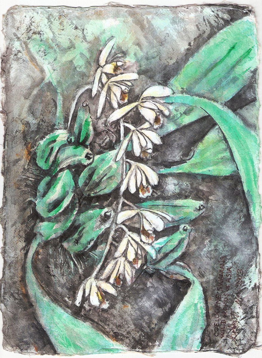 Impressionistic Botanical Acrylic Painting By Gordon T., 8 X 11, Coelogyne Swaniana, Wild Orchids Of Asia, Original Artwork