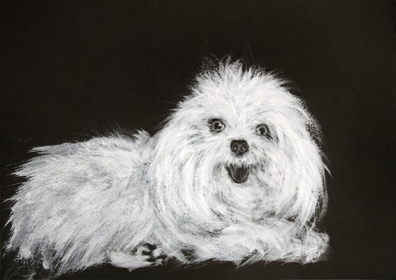 Bolognese... Portrait of a small cute dog /  ORIGINAL PAINTING
