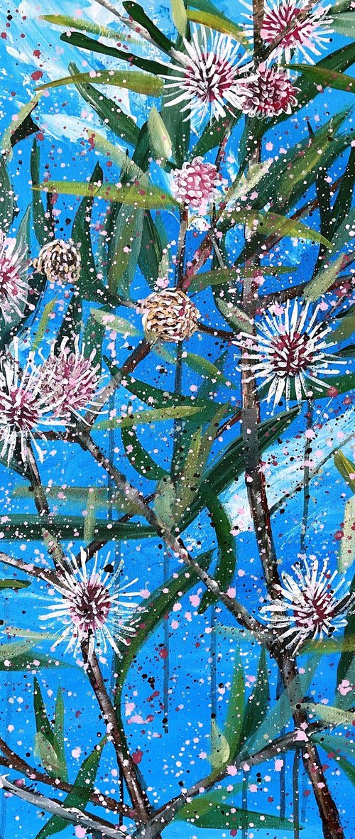 A Blue Sky Full of Stars - Hakea Laurina (Pincushion Hakea) By HSIN LIN by HSIN LIN