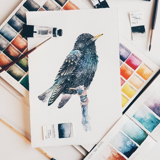 Starling, wildlife, birds watercolours
