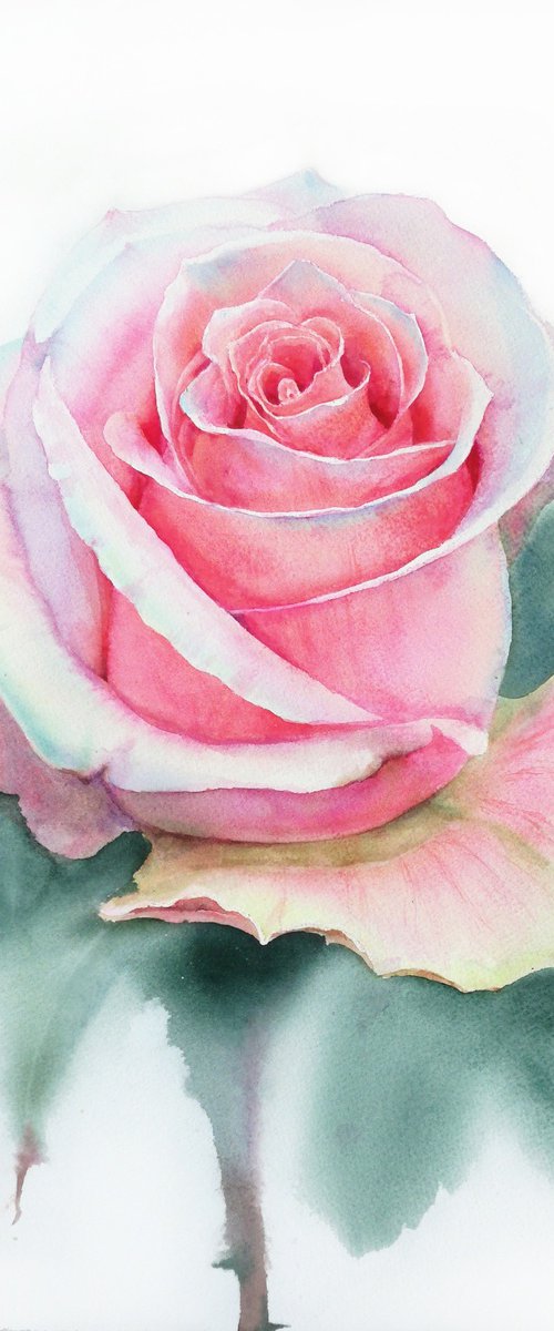 The Delicate Rose by Olga Beliaeva Watercolour
