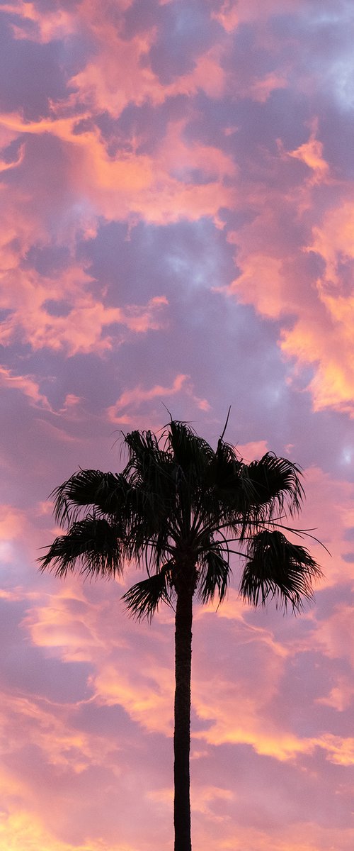 CANARY PALM SILHOUETTE by Andrew Lever